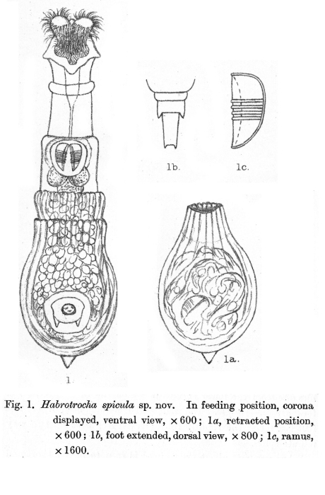 Habrotrocha spicula - Original description image