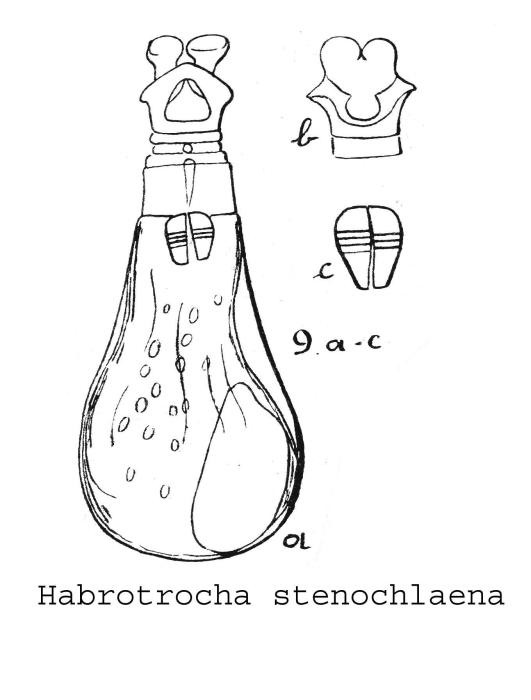 Habrotrocha stenochlaena - Original description image