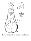 Habrotrocha stenochlaena
