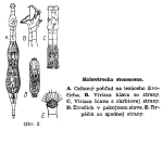 Habrotrocha stenosoma - Original description image