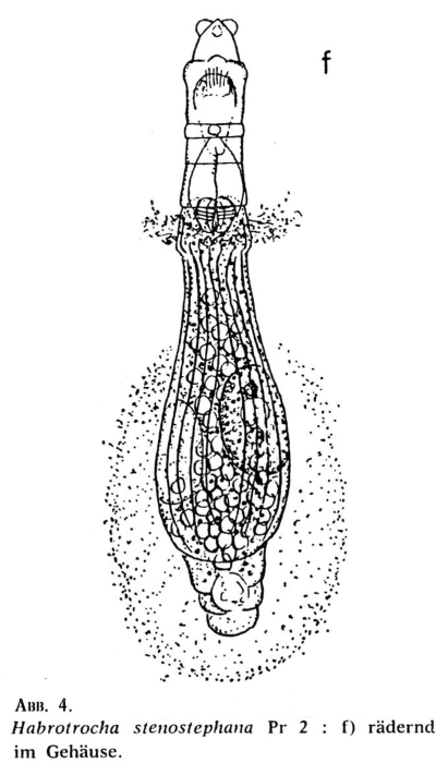 Habrotrocha stenostephana Habrotrocha stenostephana