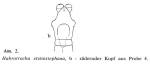 Habrotrocha stenostephana