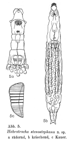 Habrotrocha stenostephana - Original description image