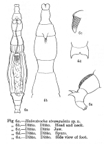 Habrotrocha strangulata - Original description image