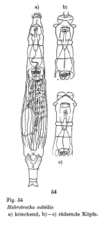 Habrotrocha subtilis - Original description image