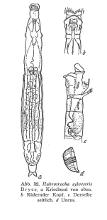 Habrotrocha sylvestris
