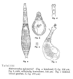 Habrotrocha sylvestris