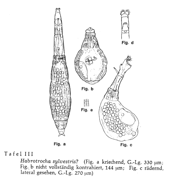 Habrotrocha sylvestris Habrotrocha sylvestris
