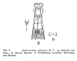Habrotrocha sylvestris