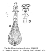 Habrotrocha sylvestris