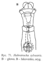 Habrotrocha sylvestris