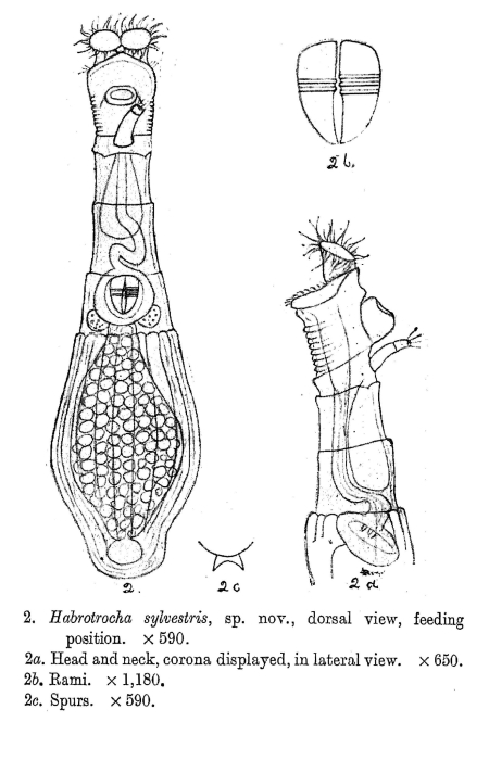 Habrotrocha sylvestris - Original description image
