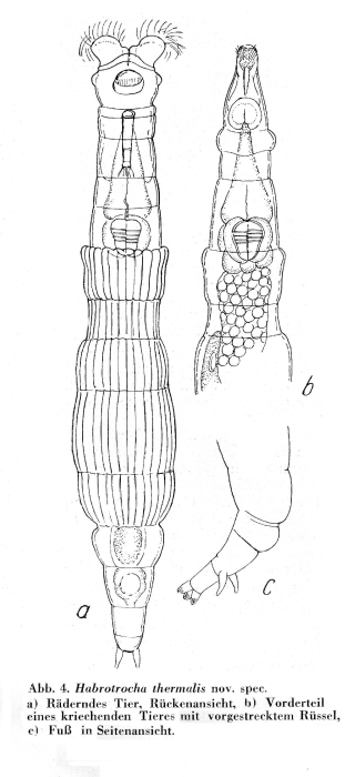 Habrotrocha thermalis - Original description image
