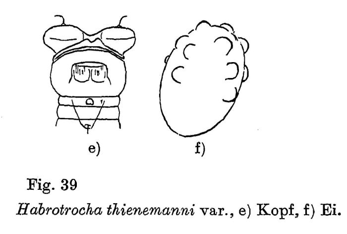Habrotrocha thienemanni Habrotrocha thienemanni