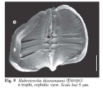 Habrotrocha thienemanni