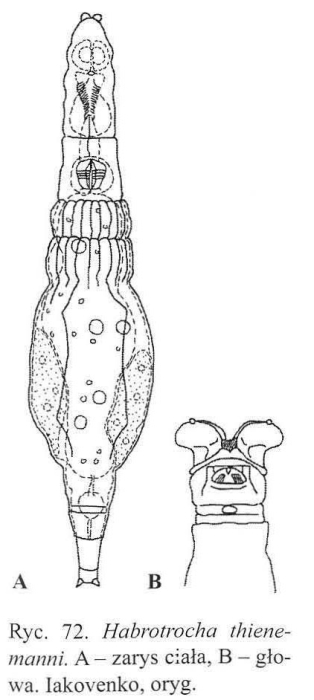 Habrotrocha thienemanni Habrotrocha thienemanni