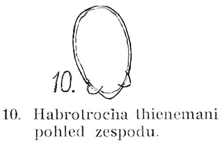 Habrotrocha thienemanni Habrotrocha thienemanni