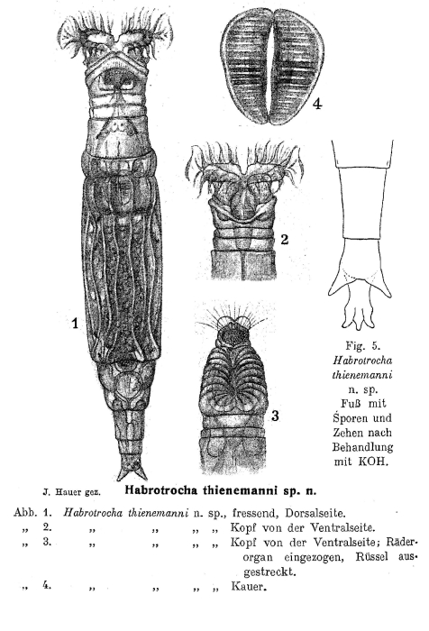 Habrotrocha thienemanni - Original description image