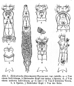 Habrotrocha thienemanni rubella