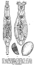 Habrotrocha tranquilla