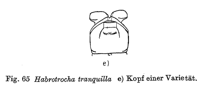 Habrotrocha tranquilla Habrotrocha tranquilla