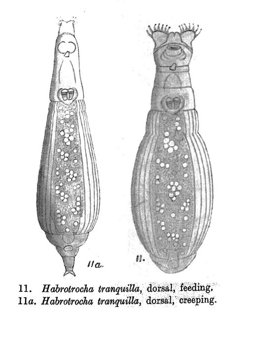 Habrotrocha tranquilla - Original description image