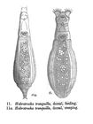 Habrotrocha tranquilla