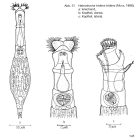Habrotrocha tridens