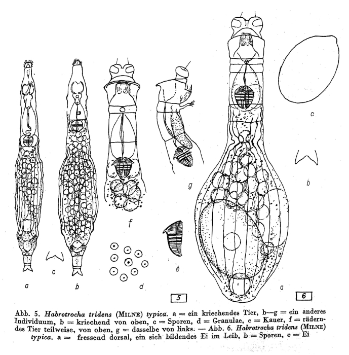 Habrotrocha tridens Habrotrocha tridens