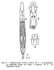 Habrotrocha tridens