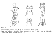 Habrotrocha tridens