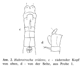 Habrotrocha tridens