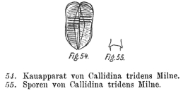 Habrotrocha tridens