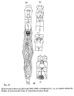 Habrotrocha tridens