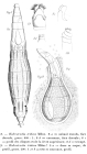 Habrotrocha tridens