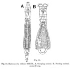 Habrotrocha tridens