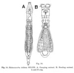 Habrotrocha tridens