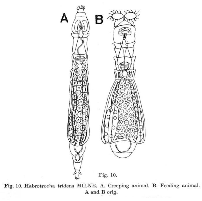 Habrotrocha tridens Habrotrocha tridens