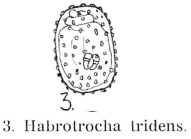Habrotrocha tridens
