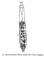 Habrotrocha tridens - Original description image