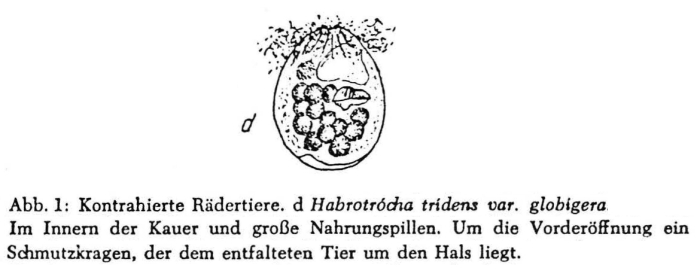Habrotrocha tridens globigera Habrotrocha tridens globigera