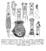 Habrotrocha tridens globigera - Original description image