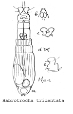 Habrotrocha tridentata - Original description image