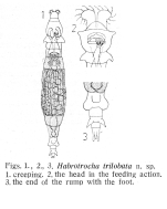 Habrotrocha trilobata - Original description image