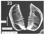 Habrotrocha tripus