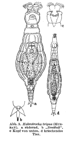 Habrotrocha tripus