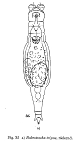 Habrotrocha tripus