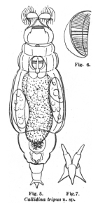 Habrotrocha tripus - Original description image