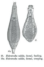 Habrotrocha valida - Original description image