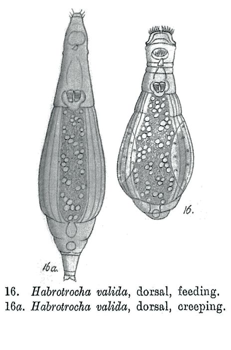 Habrotrocha valida - Original description image